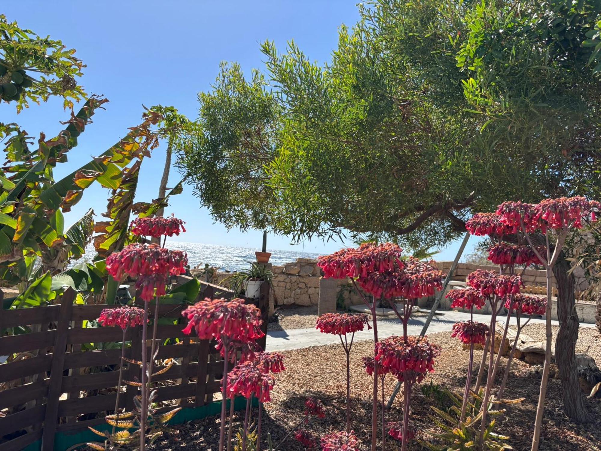 Little Paradise In El Medano Granadilla De Abona Bagian luar foto